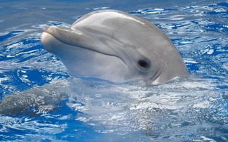 你知道海豚为什么特别喜欢孕妇吗 简直就是天然B超呀