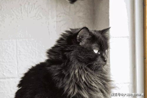 为什么越来越多的人喜欢养黑猫 看了这5个原因后你也会想养一只