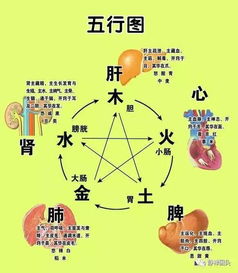 内脏有多健康,脸蛋就有多漂亮