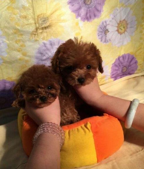 天津宠物狗狗出售纯种贵宾犬幼犬茶杯泰迪领养狗狗