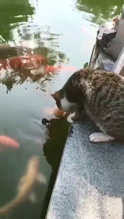 猫想吃鱼,鱼想吃猫 