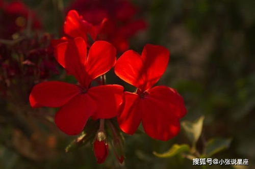 1月底桃花运暴涨的4大星座,月老牵线搭良缘,和真爱天长地久