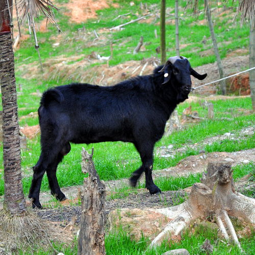 黑山羊种公羊几个月能配种 黑山羊种公羊,配种期营养需求 