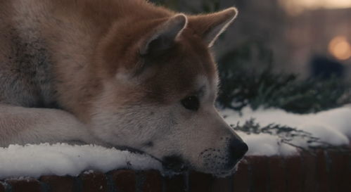 这么多年过去了,看完 忠犬八公的故事 还是忍不住泪流满面