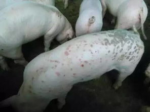 夏季猪场高发这些猪病,怎样预防