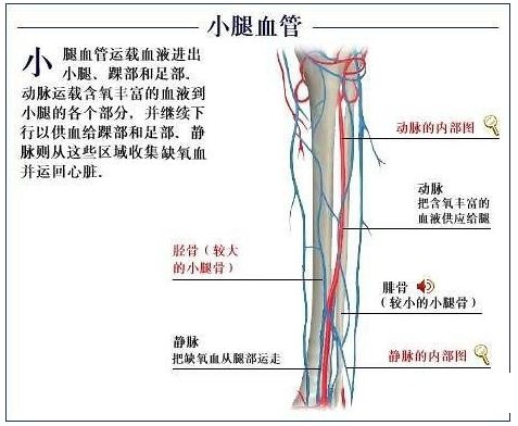 鱼体解剖图各个名称 搜狗图片搜索