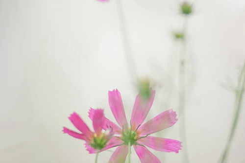 风会记得一朵花的香