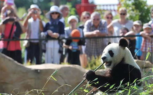 熊猫,到底是进化史上的败笔,还是赢家 