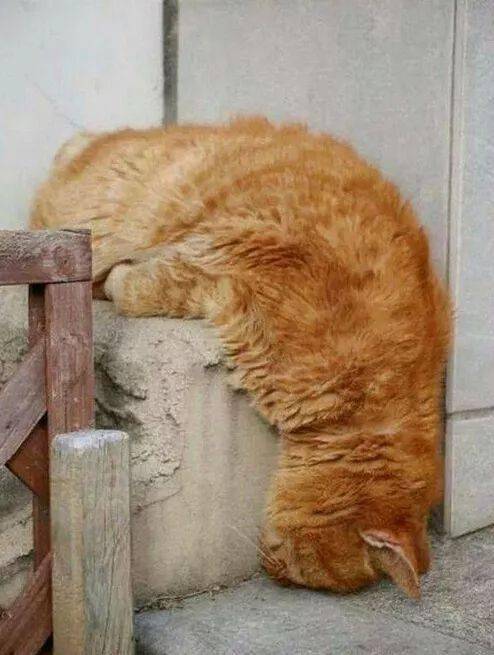 猫咪奇葩睡姿笑爆网友,O O哈哈 