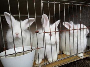 兔子的养殖技术及方法