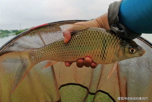 土鲮鱼最喜欢吃什么味型的食物 土鲮鱼的觅食习性和垂钓技巧