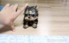 尚品国际宠物出售极品约克夏幼犬带有血统
