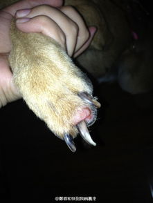 我家狗狗爪子那发红了,受伤的地方毛都掉光,露出了红色的肉,怎么办 
