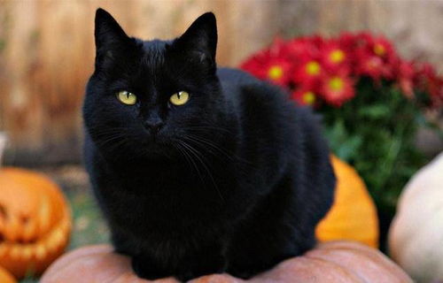 黑猫在万圣节没 猫权 需知在古代,玄猫的地位极为超然