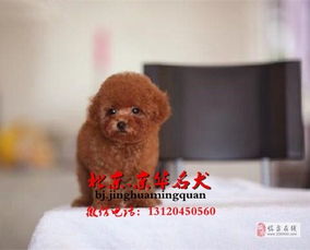 纯种茶杯泰迪出售北京赛级泰迪多少钱一只泰迪犬 