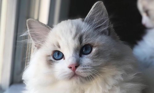 布偶猫的眼睛只有蓝色吗