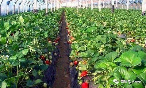 大棚草莓栽培技术与管理,大棚草莓如何管理温湿度