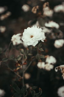 蟠根错节，丛生辉煌——论蟠根错节之植物生长之道及文化意蕴，蟠什么丛什么成语