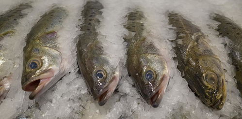 不管解冻什么鱼,在冷藏前做好处理,解冻速度变快,鱼肉依旧新鲜