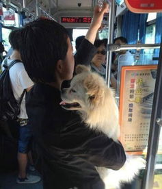 女子乘公交给狗投币 称其是她孩子