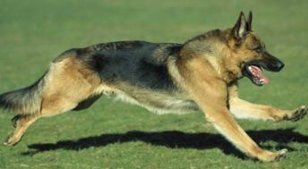 德国牧羊犬,马犬和昆明犬这三种狗的性格各有哪些特点