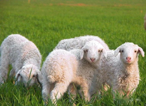 新生羔羊缺3种东西 软瘫无力 不能自己吃奶