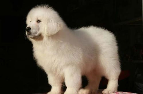 广州宠物狗狗犬舍出售大白熊犬好不好养 狗市场在哪卖狗