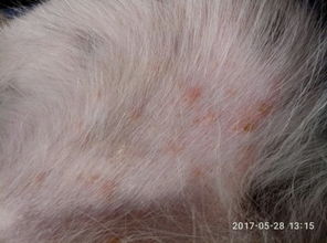我家1岁小狗怎么突然身上长满了红色的痘痘和疤痕,有哪位知道的告知 