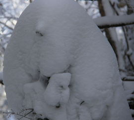 雪球