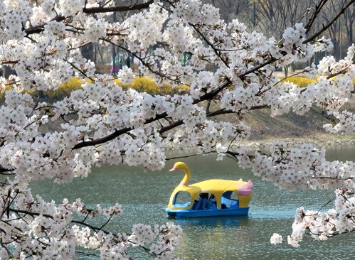 韩国春川市民乘船赏樱 