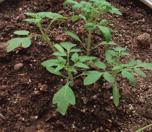 花盆里种棵西红柿,一下摘了一百个,吃到够