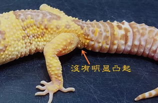 Eublepharis斑睑虎属,豹纹守宫Leopard gecko 的全家福 