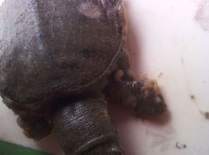 我的乌龟好像是得了腐皮病和穿孔,请问严重吗 该如何治疗 