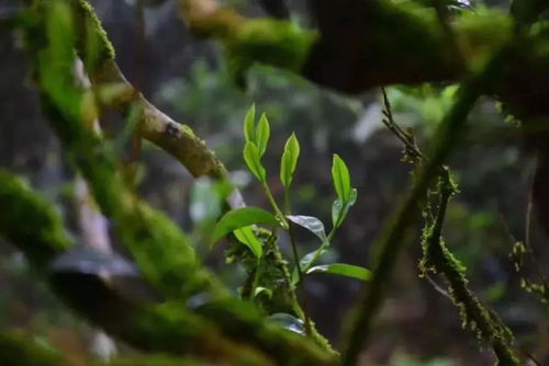 详解那卡古树茶的特点,与老班章有什么关系,为何被称为 小班章