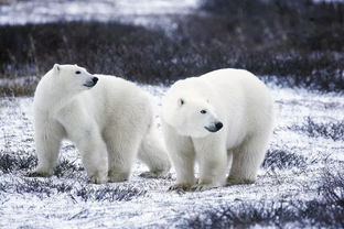 啥 北极熊毛的颜色是透明的 