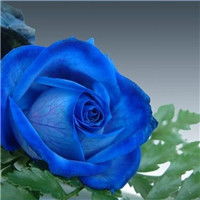 蓝色妖姬超美头像 漂亮的蓝玫瑰