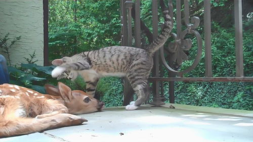 猫咪不停挑衅小鹿,下一秒憋住别笑,小鹿 这是对付傻子最好的办法 