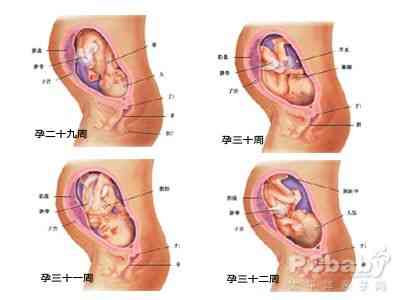 怀孕八个月女胎儿图(怀孕八个月胎儿图)