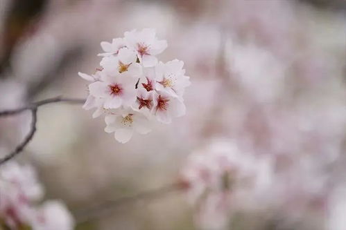 樱花盛开,教大家如何拍出漂亮的樱花照