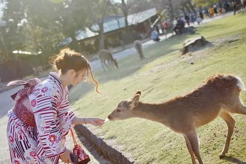 中国人出不去,奈良的鹿都饿 疯 了