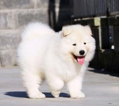 图 广州萨摩耶幼犬多少钱一只 广州哪里有卖萨摩耶 萨摩耶价格 广州宠物狗 