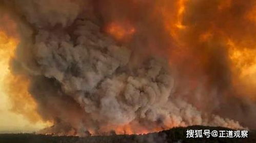 澳洲山火形势严峻,生态环境遭到严重破坏,动物命运更惨