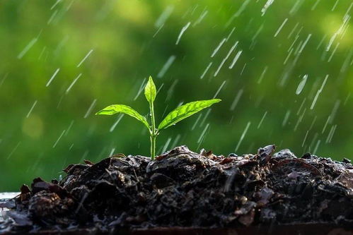 水 一滴雨水,一年命运