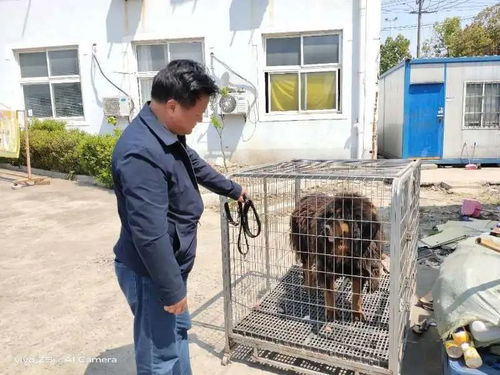 文明养犬,规范养犬行为, 上海金山警方这样做