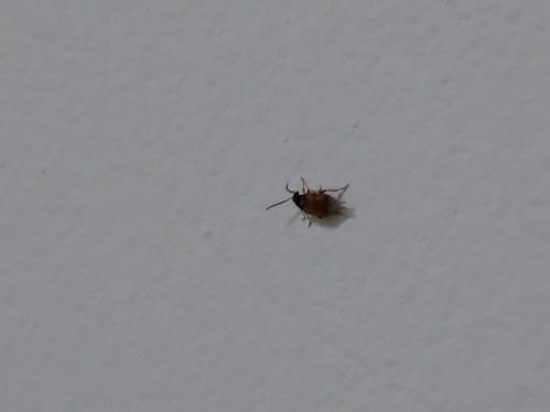 请问这种室内经常出现很多这种虫子,大只一点的还会飞,这是什么虫,怎么杀虫 