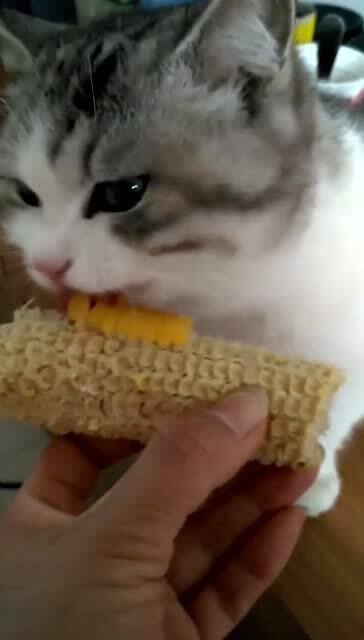小猫咪吃玉米,这小表情真是可爱极了,像不像小时候的自己 