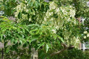 白蜡树的养殖方法及注意事项