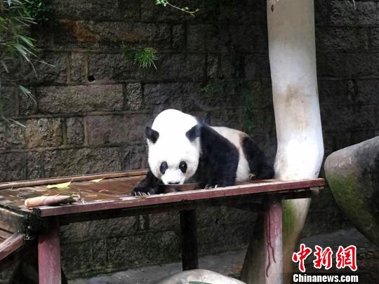 熊猫奶奶 巴斯 寿命将超吉尼斯世界纪录