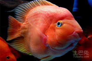 红鹦鹉鱼怎么养 喂养红鹦鹉鱼七点注意事项