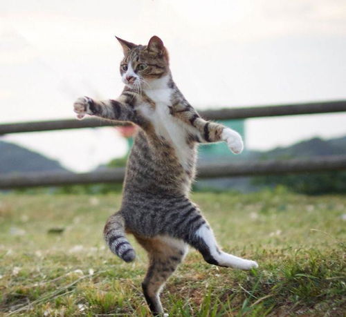 猫咪跳跃术,一种你看不透的法术